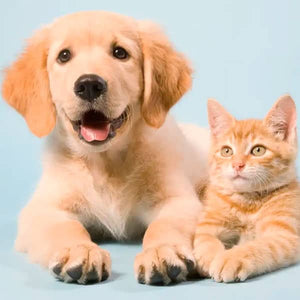 Mascotas